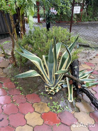 Агава Американская