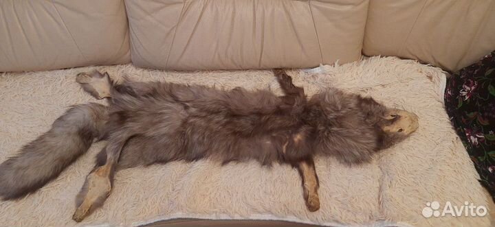 Шкура песца