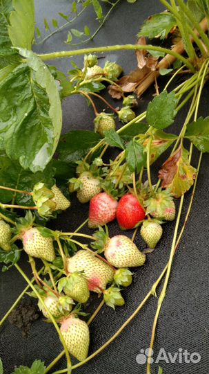 Рассада клубники азия и клери