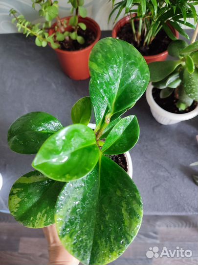 Комнатные цветы разные