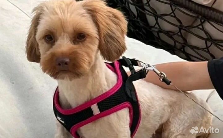 Потерялась собака