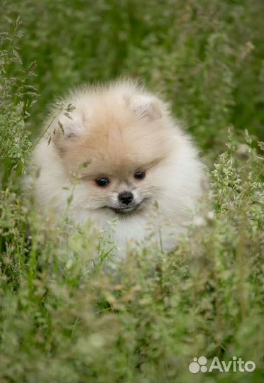 Померанский шпиц медвежьего типа