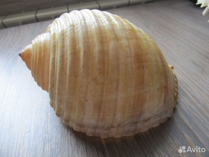 Раковина морская 15*12см