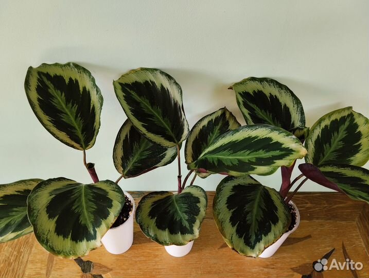 Калатеи: Марион и Флейм Стар