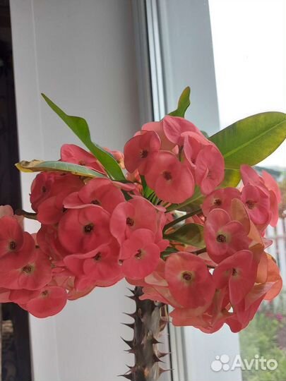 Молочай миля крупноцветковый