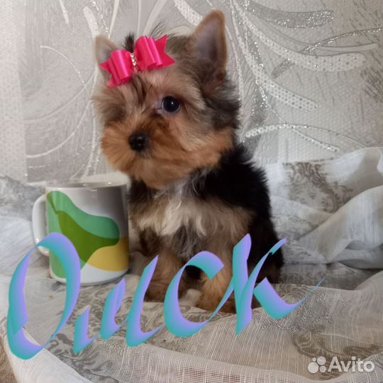 Йоркширский терьер мини девочка