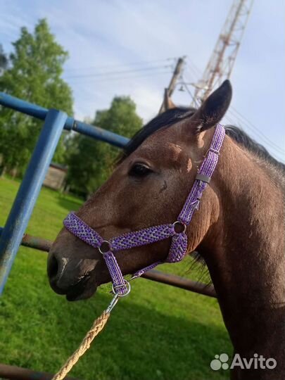 Амуниция для лошади, недоуздок