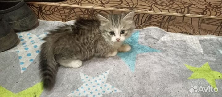Кошка