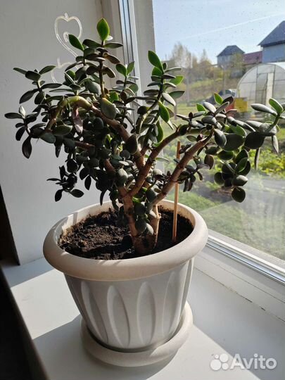 Толстянка (живое дерево)