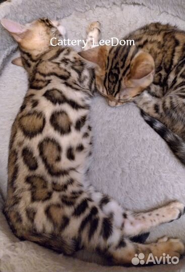 Бенгальские котята кошки коты