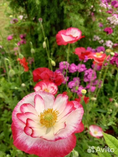 Мак (рассада) декоративный однолетка и многолетка