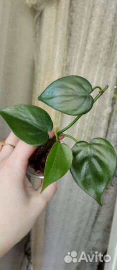 Растения комнатные