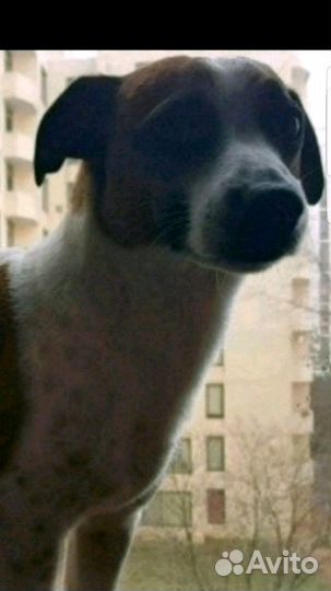 Вязка Джек Рассел