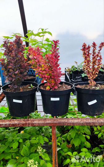 Барбарис тунберга