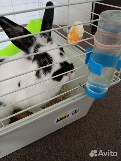 Продам кролика с клеткой