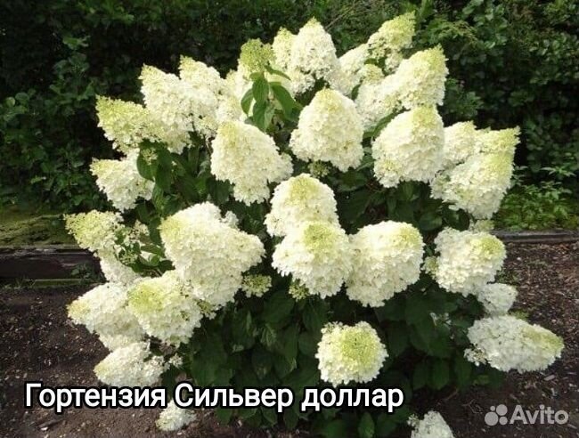 Гортензия метельчатая