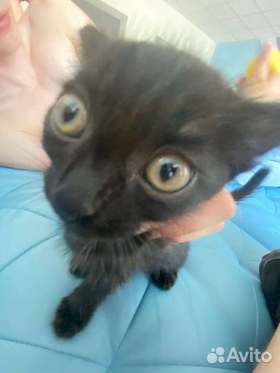 Отдам кошку бесплатно