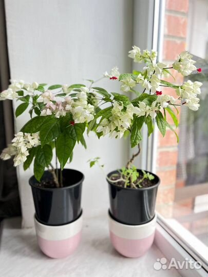 Клеродендрум Томпсон