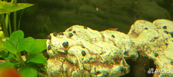 Теодоксус улитка а также растения