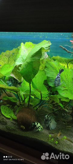 Нимфея тигровая