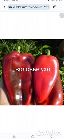 Семена сладкого перца