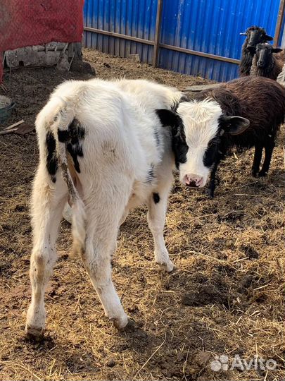 Овцы бараны,бык