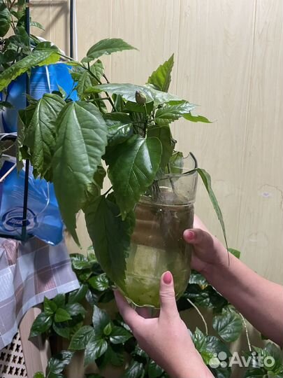 Китайская роза