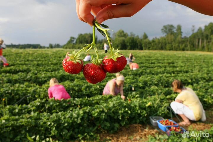 Сборщик клубники