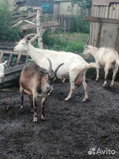 Овцы бараны козы