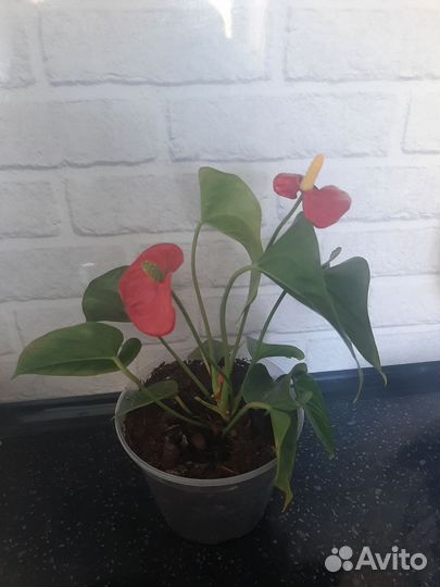 Комнатные цветы