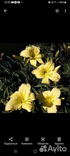 Лилейник, хоста, гравилат, нивяник, флокс