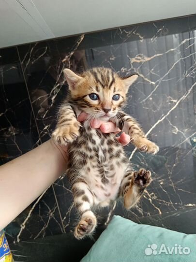 Бенгальские котята