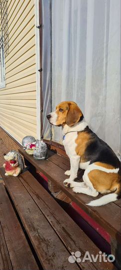 Кобель Бигль триколор