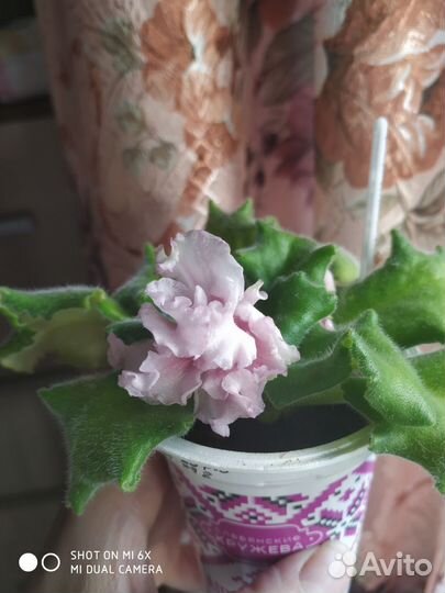 Сортовые фиалки