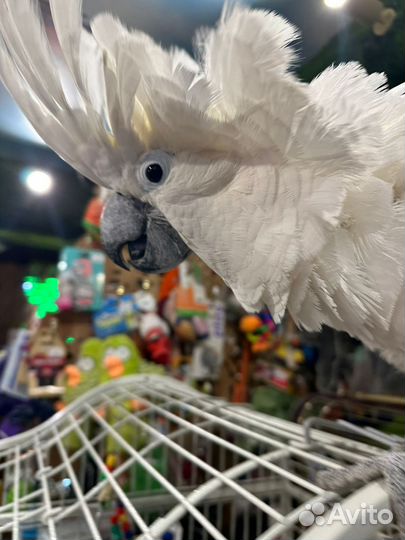 Попугай какаду ручной