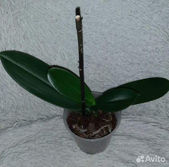 Орхидея фаленопсис 