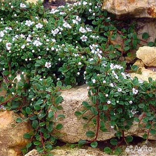 Кизильник почвопокровный Дамера