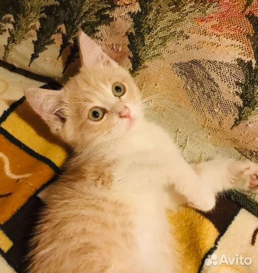 Кошка в дар