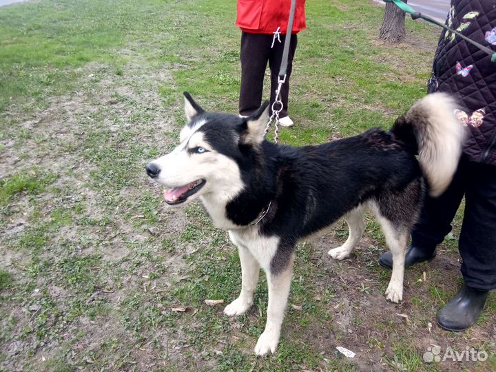 Хаски,кобель в дар