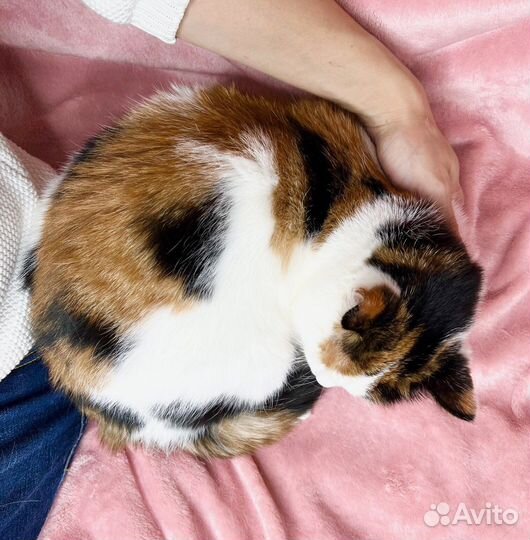 Кошка Пятнашка – трехцветная обаяшка в добрые руки