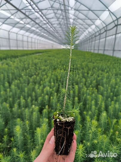 Сеянцы сосны зкс