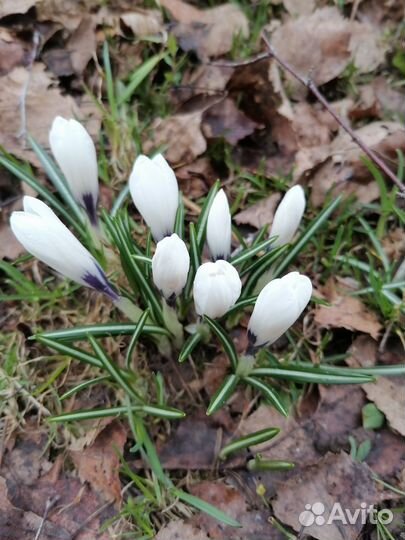 Галантусы, крокусы