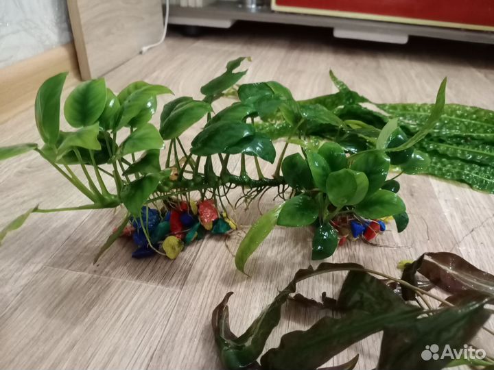 Растения для аквариума