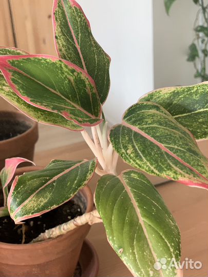 Аглаонема Сильвер и Крит до 18.08