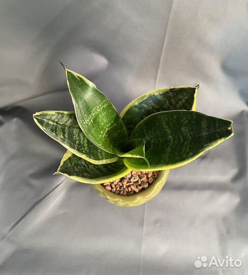 Кашпо «Ананас» с суккулентом