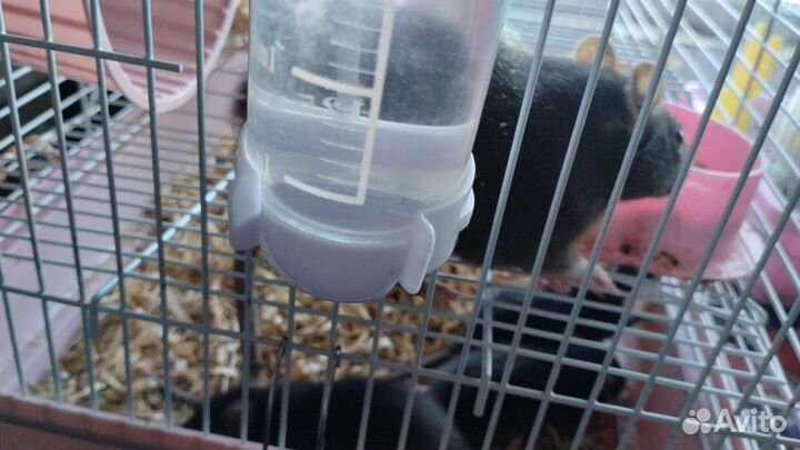 Крысята дамбо