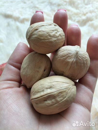 Грецкий орех