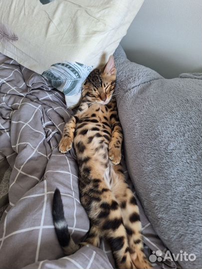 Бенгальский кот