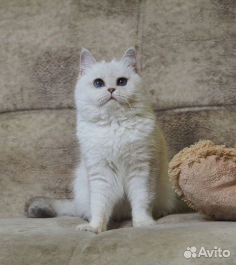 Шотландская кошечка