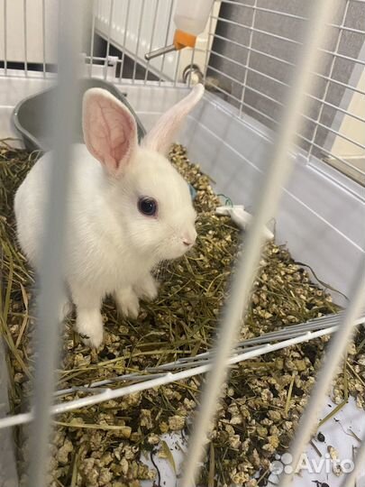 Кролик декоративный + клетка и корм